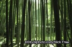 林の写真